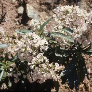 Eriodictyon californicum