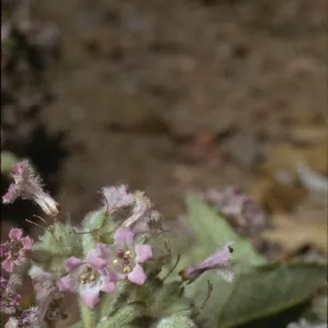 Eriodictyon trichocalyx