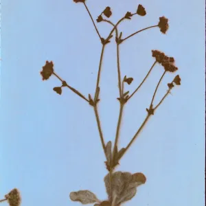 Eriogonum angulosum