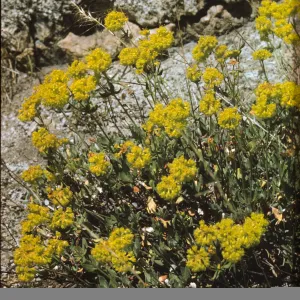 Eriogonum umbellatum