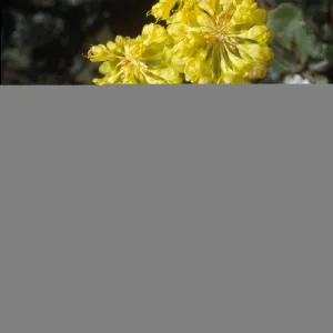 Eriogonum umbellatum