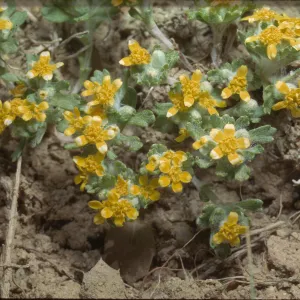Eriophyllum wallacei