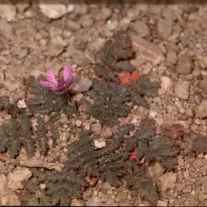 Erodium cicutarium