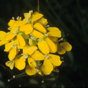 Erysimum perenne