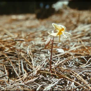 Erythronium californicum