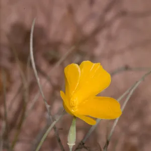 Eschscholzia parishii
