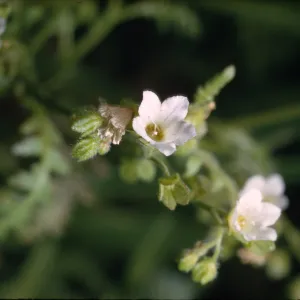 Eucrypta chrysanthemifolia