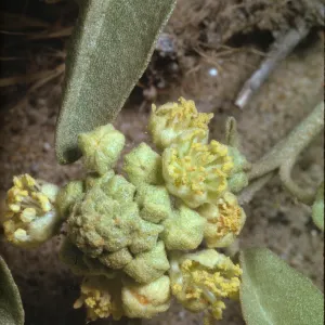 Croton