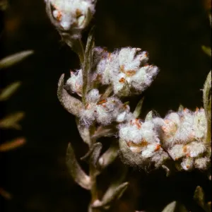 Filago californica, In burn