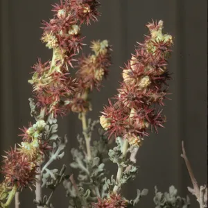 Franseria dumosa