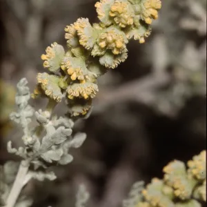 Franseria dumosa