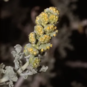 Franseria dumosa