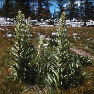 Frasera speciosa