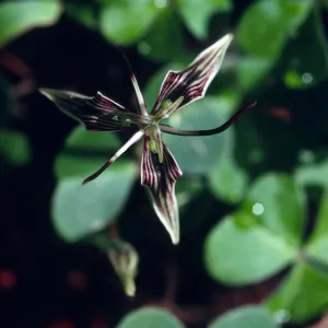 Scoliopus bigelovii
