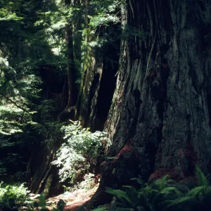 Sequoia (redwood)