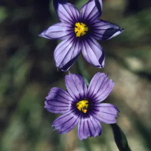 Sisyrinchium bellum