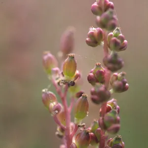 Triglochin maritimum