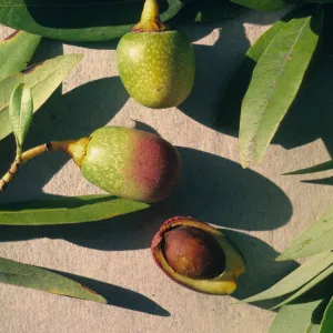 Umbellularia californica