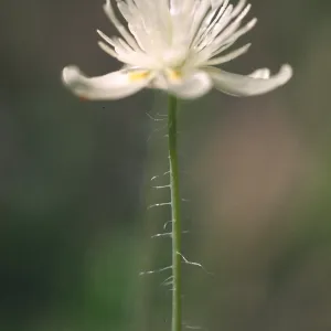 Platystemon californicus