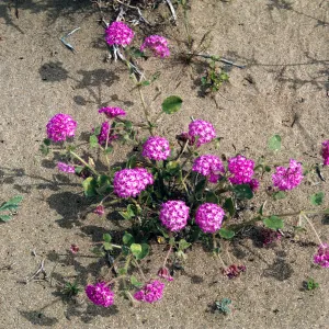 Abronia villosa