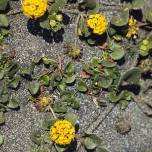 Abronia latifolia