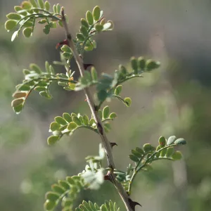 Acacia greggii