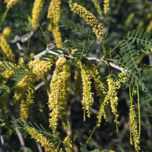 Acacia greggii