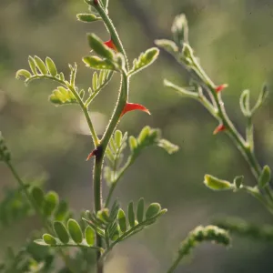 Acacia greggii