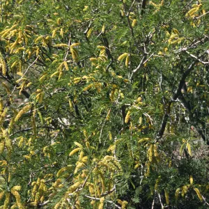 Acacia greggii