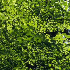 Acer circinatum