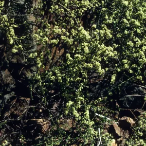 Adolphia californica