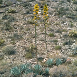 Agave deserti (Desert agave)