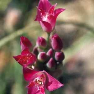 Allium crispum