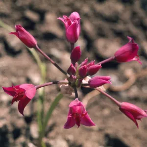 Allium crispum