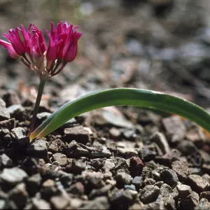 Allium falcifolium