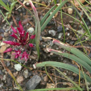 Allium falcifolium, serpentine