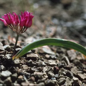 Allium falcifolium