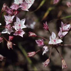 Allium praecox