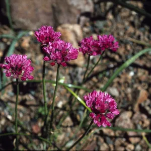 Allium serratum
