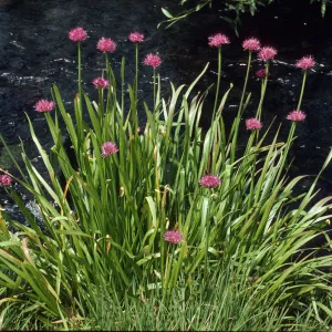 Allium validum