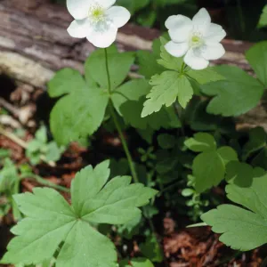 Anemone deltoidea