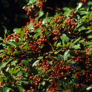 Arbutus menziesii