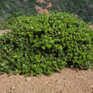 Arctostaphylos insularis