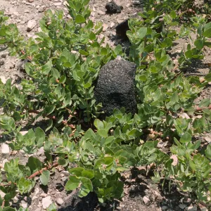 Arctostaphylos tomentosa burl, after burn