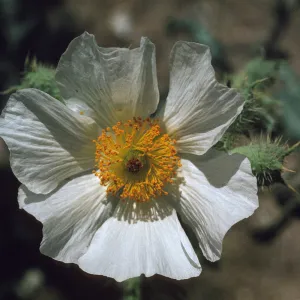 Argemone