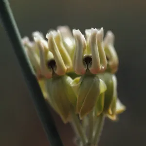 Asclepias subulata