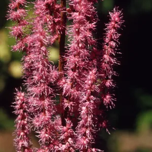 Astilbe myriantha