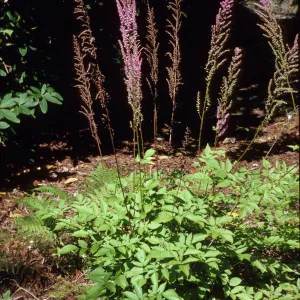 Astilbe myriantha