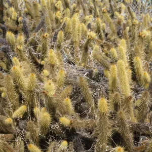 Bergerocactus emoryi