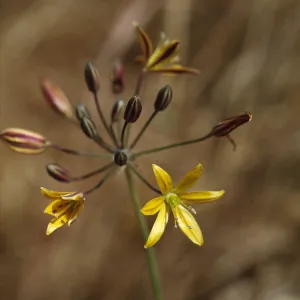 Bloomeria crocea